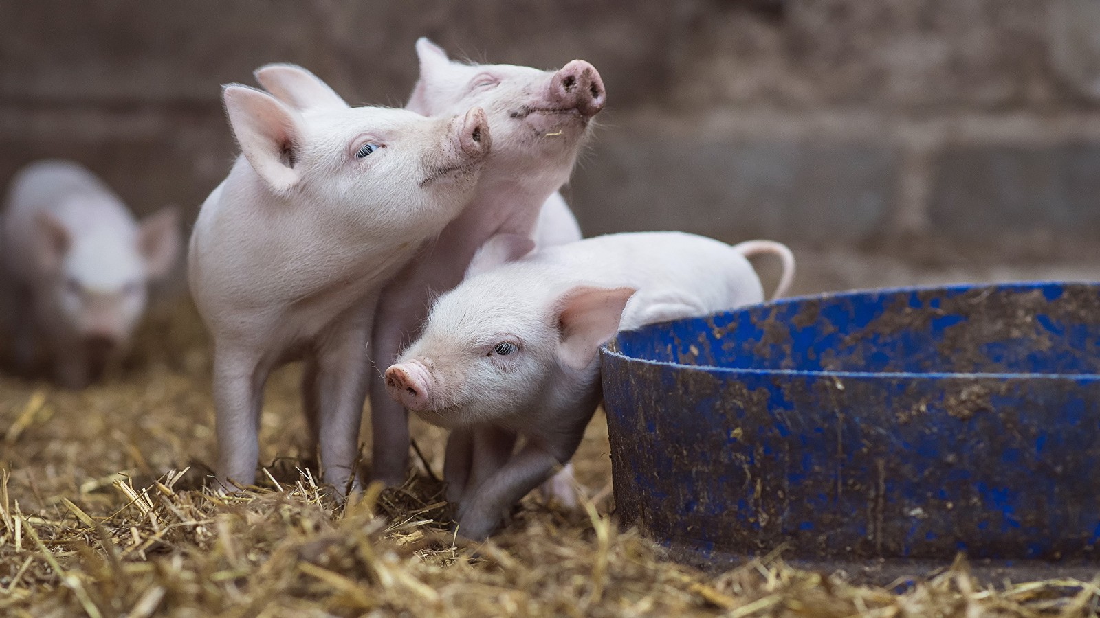 Drei kleine schweine stehen neben einer blauen schüssel mit heu (vieh, schnauze, tier, landsäugetier, schwein)