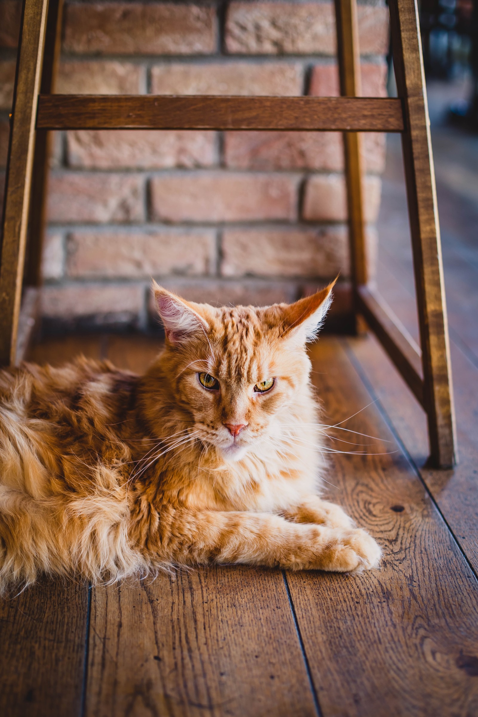 Um gato deitado no chão sob uma cadeira (maine coon, gato tigrado, gato, felidae, bigodes)