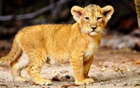 Adorable lionceau masai montrant des moustaches et de la mignonnerie dans son habitat naturel