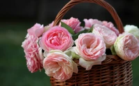 garden roses, pink, rose, flower arranging, rose family wallpaper