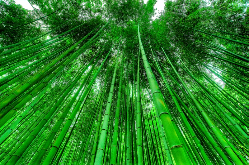 Крупный план высокого бамбукового дерева с зелеными листьями (bamboo grove, зеленый фон, зеленые листья, узор, высокие деревья)