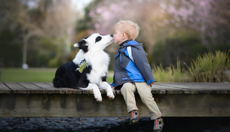 Мальчик и собака сидят на пирсе (порода собак, бордер колли, border collie, австралийская овчарка, австралийская пастушья собака)