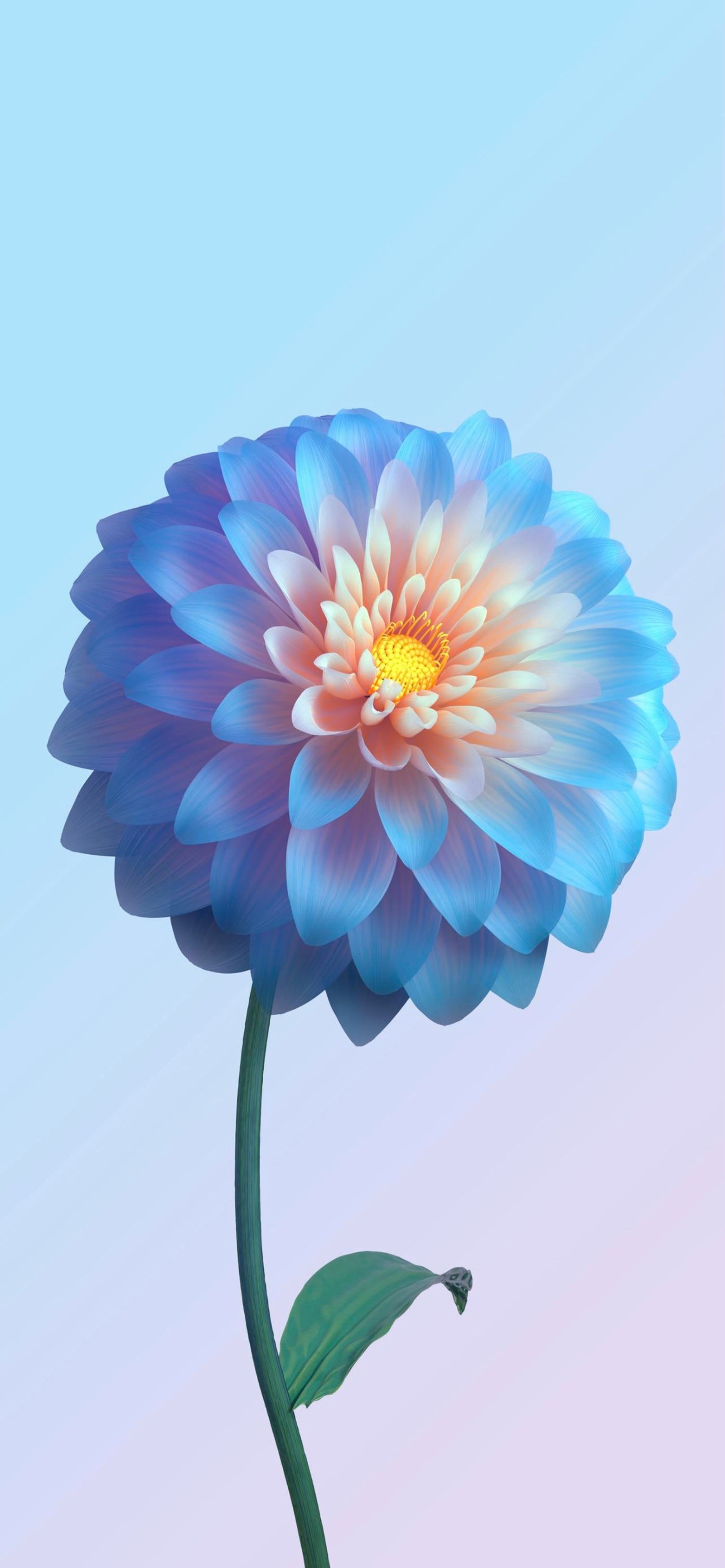 flower, vivo, apples, plant, petal wallpaper