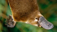 Close-up de um ornitorrinco mostrando seu bico único e características