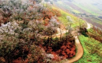 vegetation, baum, pflanzengemeinschaft, buschland, frühling