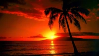 Vibrant Sunset Over the Ocean with Silhouetted Palm Tree