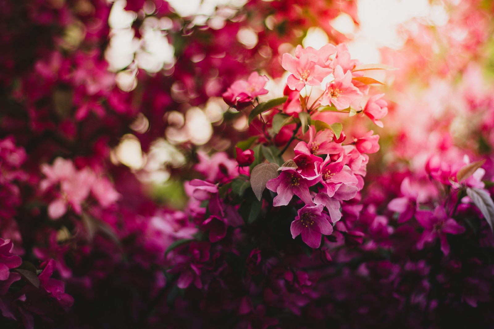 pink flowers, purple, bokeh, blossom, floral Download Wallpaper