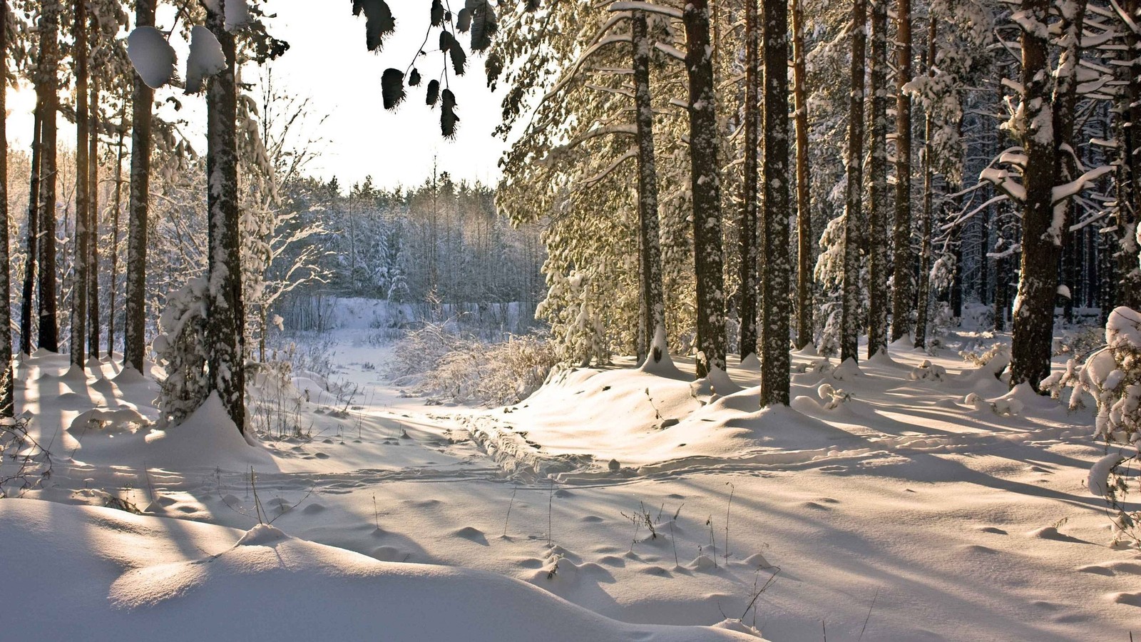 Schneewald mit bäumen und schneebedecktem boden und sonnenschein, der durch die bäume scheint (wald, schnee, winter, baum, gefrieren)