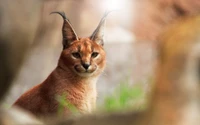 Gatinho Caracal: Um cativante felino selvagem terrestre com orelhas distintas