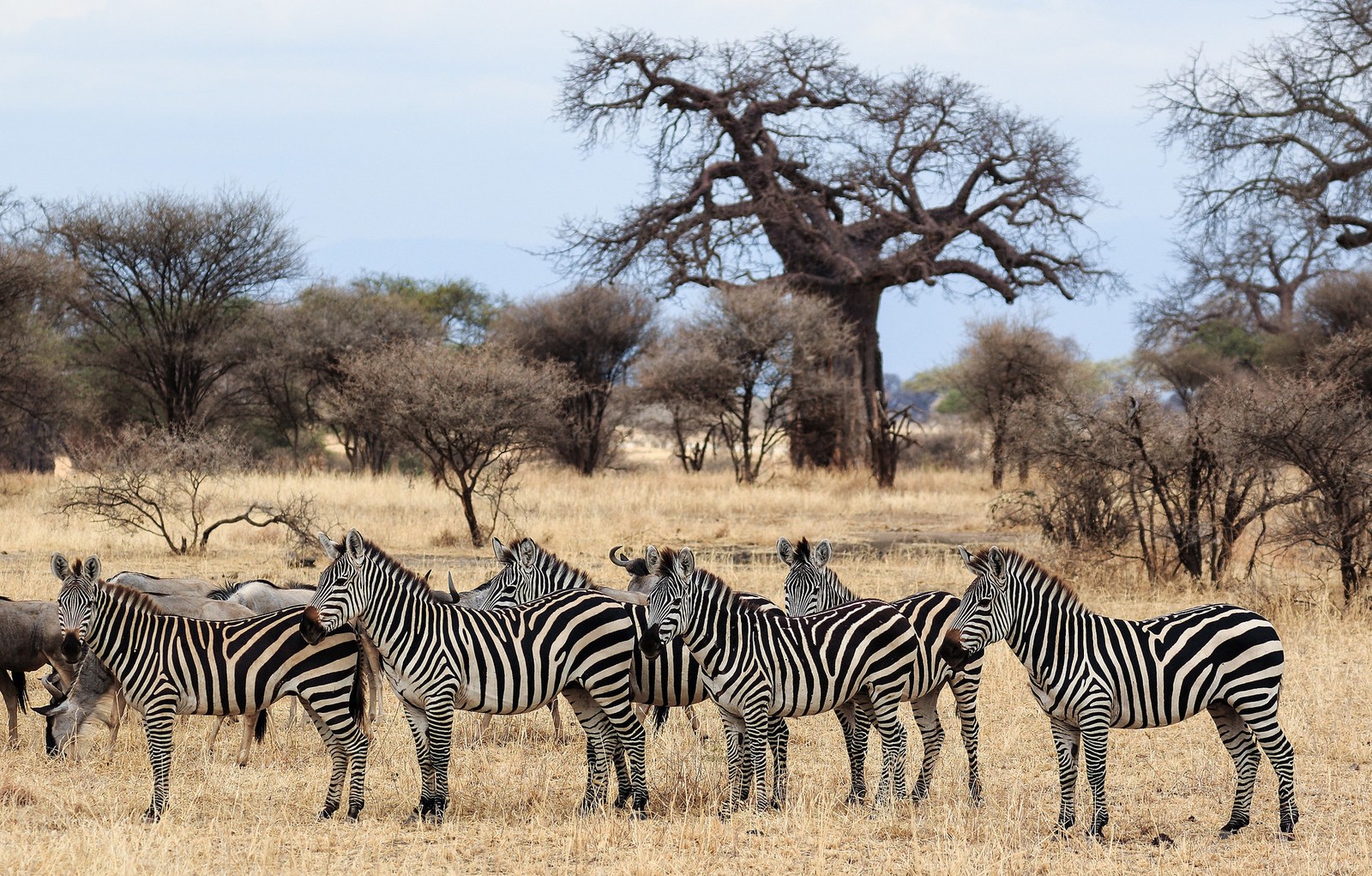 zebra, quagga, wildlife, terrestrial animal, savanna wallpaper