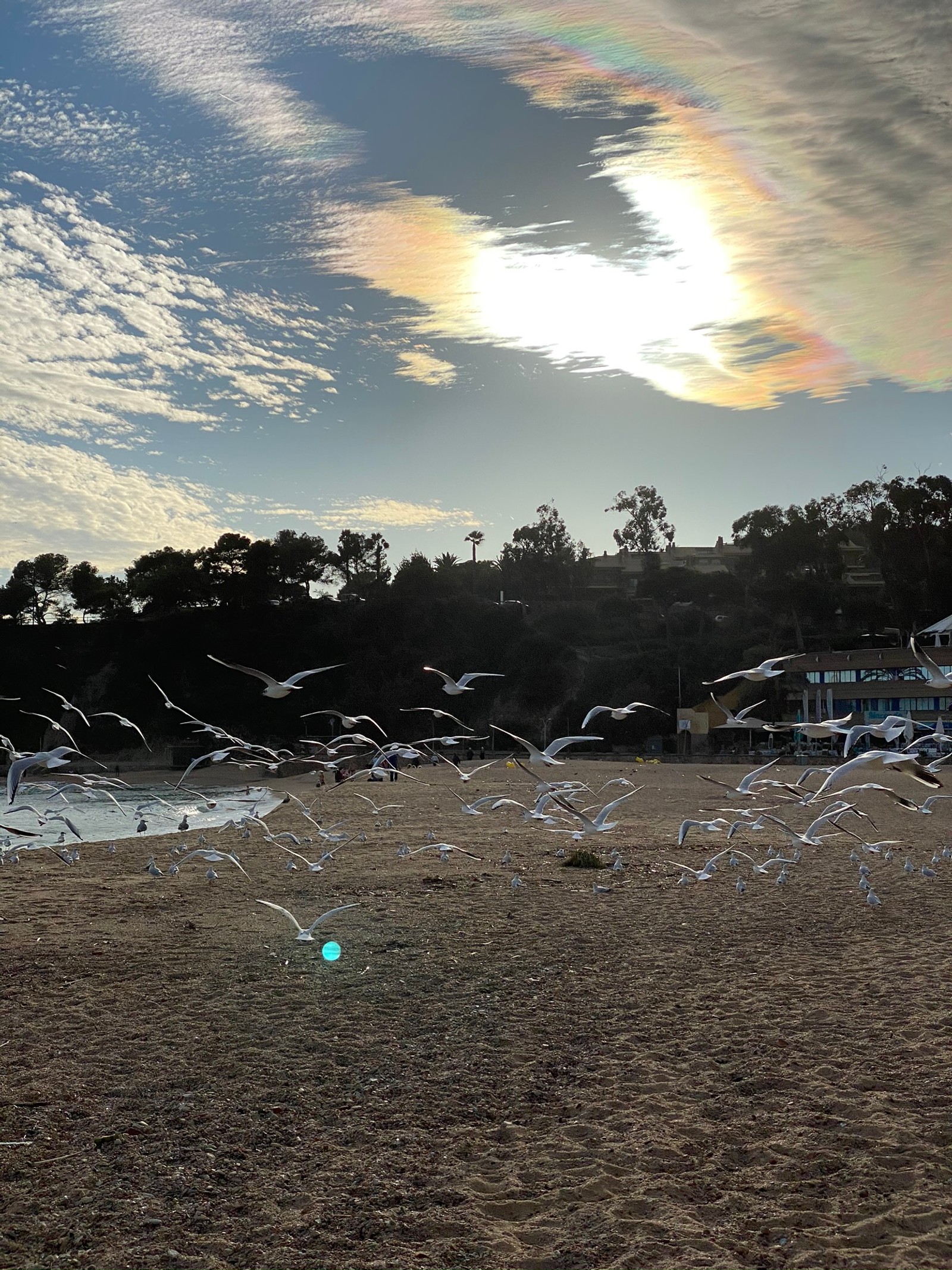 Jirafas volando sobre una playa con un arcoíris en el cielo (ciencia, biología, luz solar, atardecer, amanecer)