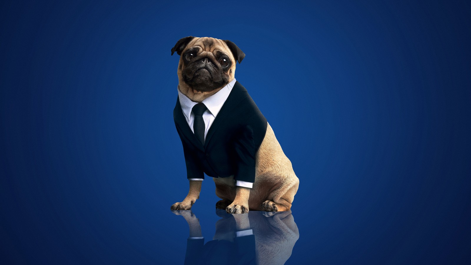 men in black international, movie, frank the pug wallpaper