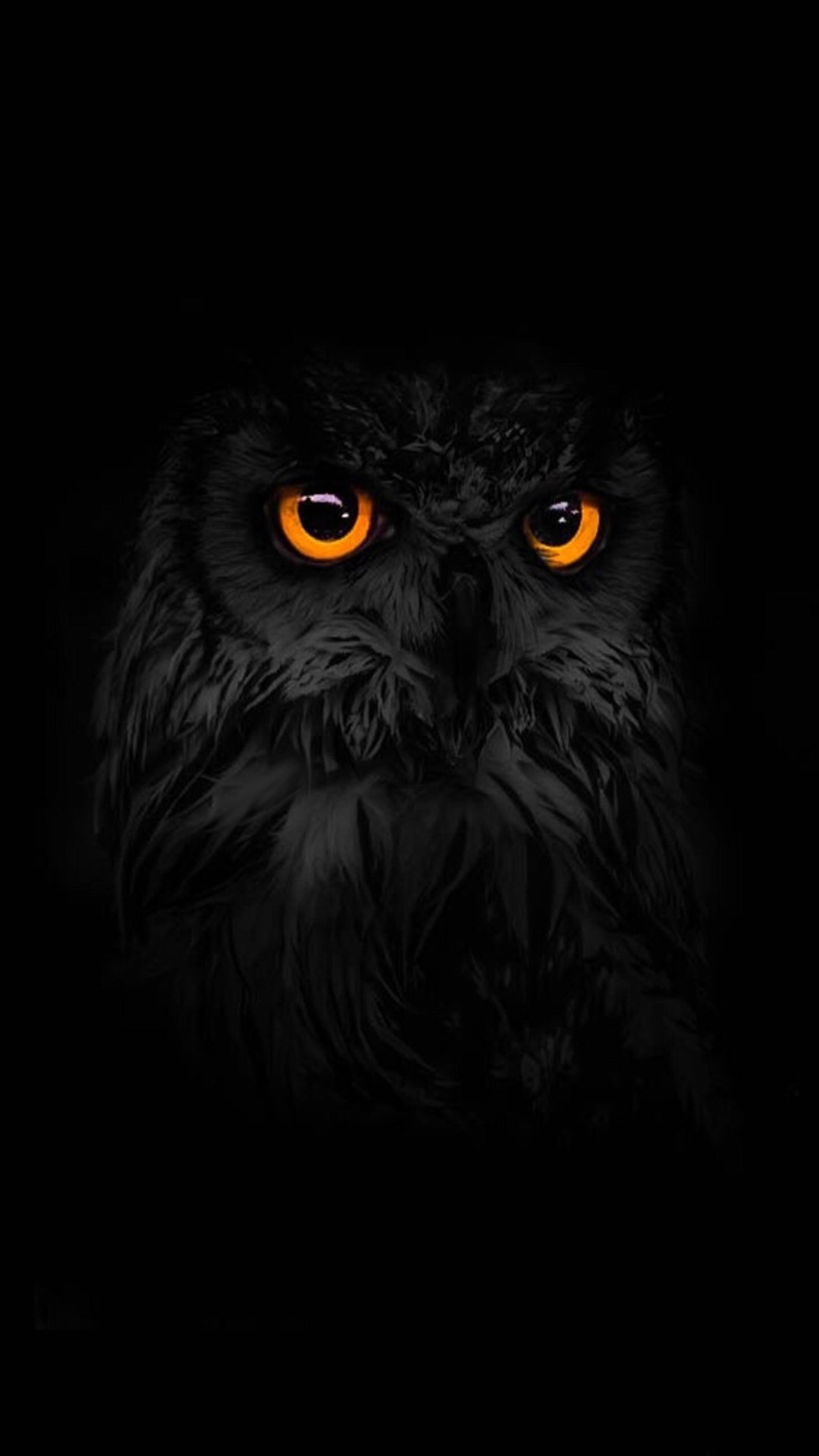 An owl with glowing eyes in the dark (android, animal, dark, eyes, galaxy)