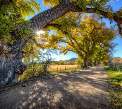 amérique, arizona, route, soleil, arbres