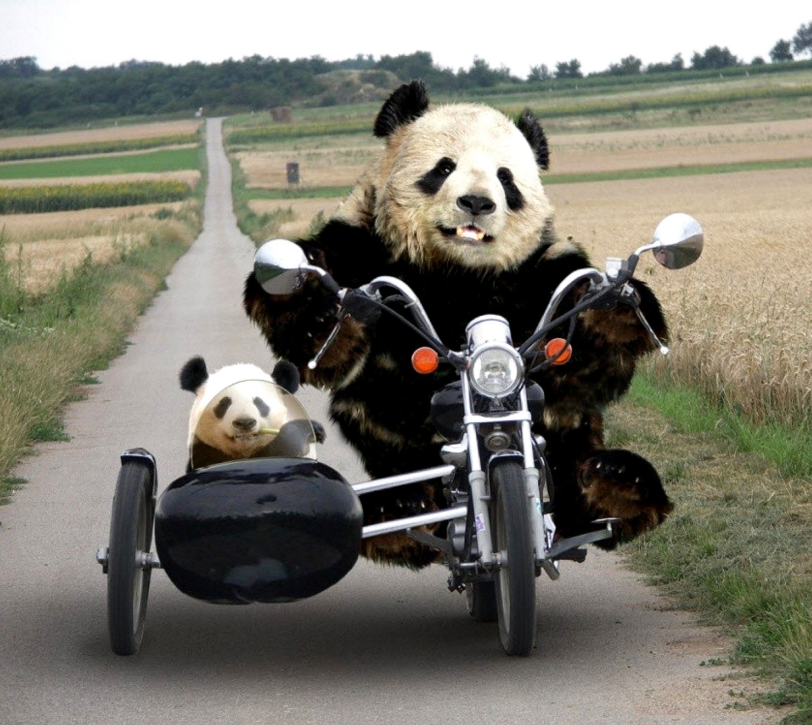 Ein panda, der mit einem beiwagen auf einem motorrad fährt (bären, klasse, hd, neu, pandas)