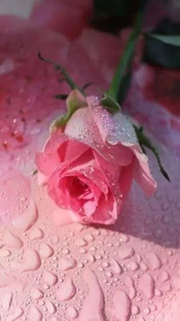 Delicate pink rose adorned with glistening water droplets.