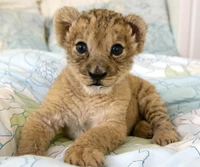 bébé, le lion