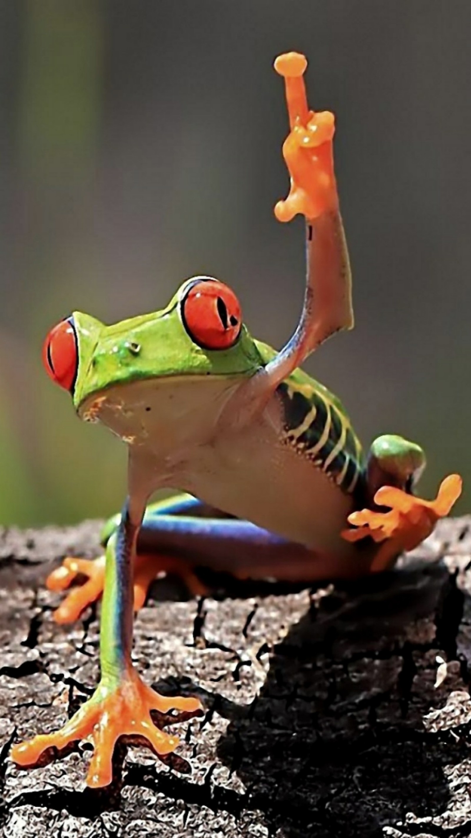 Ein frosch, der auf einem baumzweig sitzt (frosch, grün, rot)