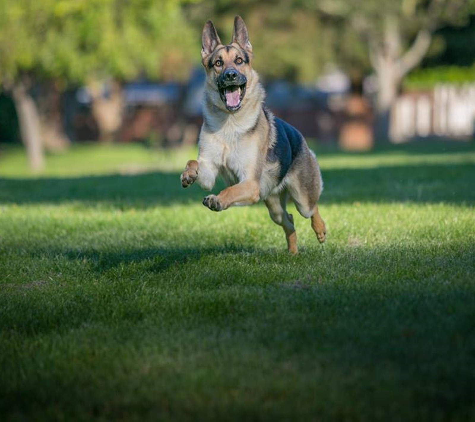 There is a dog running in the grass with a frisbee in its mouth (dog is, running)