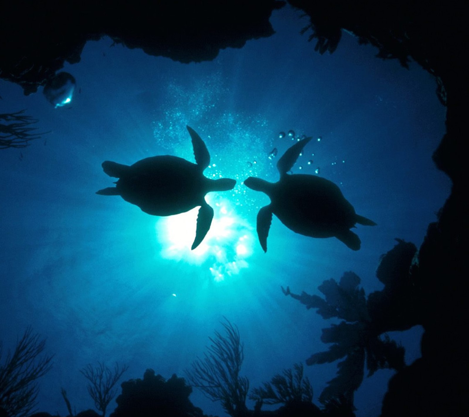 Zwei schildkröten schwimmen im ozean, während die sonne durch das wasser scheint (liebe, schildkröte)