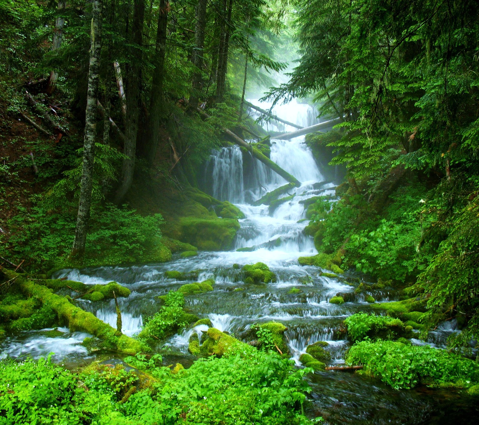 Un gros plan d'une cascade dans une forêt avec de la mousse (hd, lac, montagne)