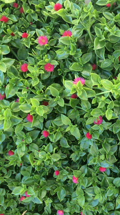 flowers, garden