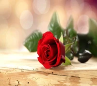 Lovely Red Rose: A Heartfelt Gift of Love