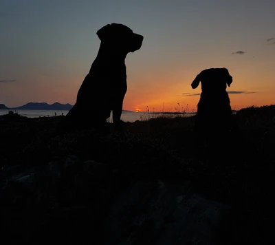 dogs, scotland, sunset