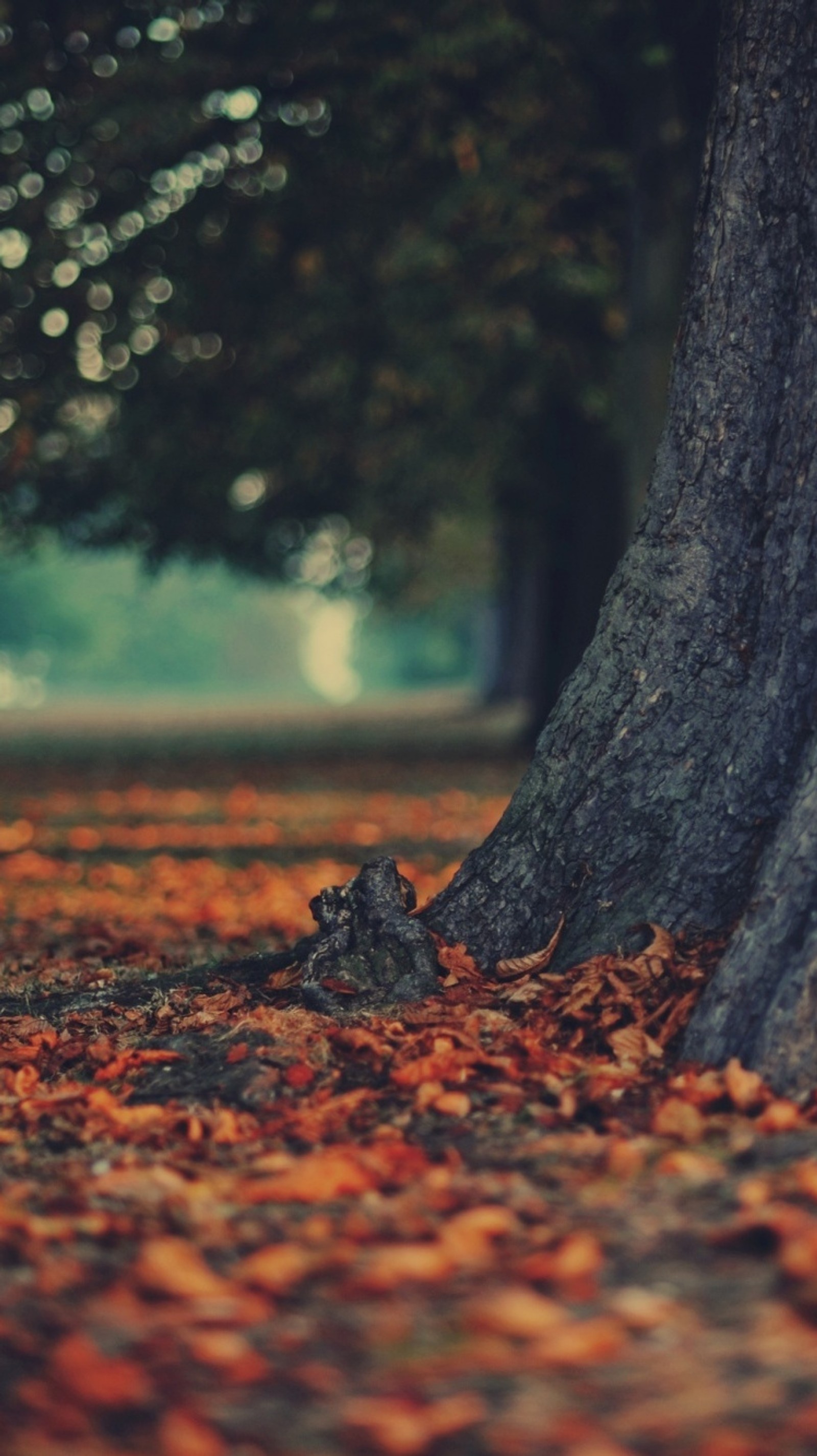 autumn, leaves, tree Download Wallpaper