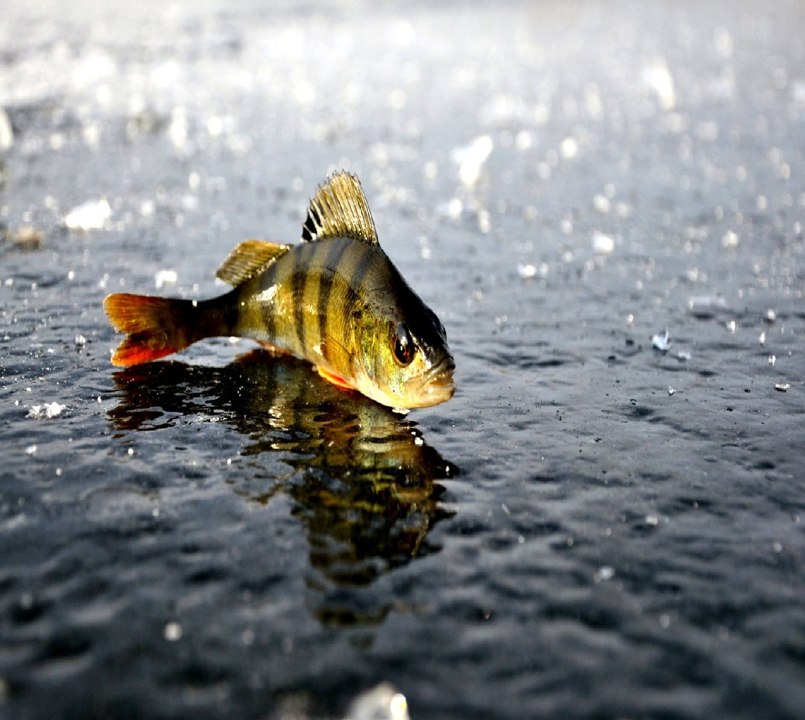 Скачать обои fish on ice