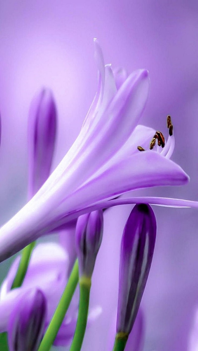 Des fleurs violettes avec une abeille dessus dans un champ (fleurs, lys)