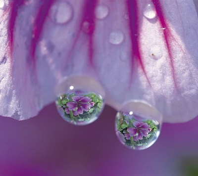 goutte, fleur, eau