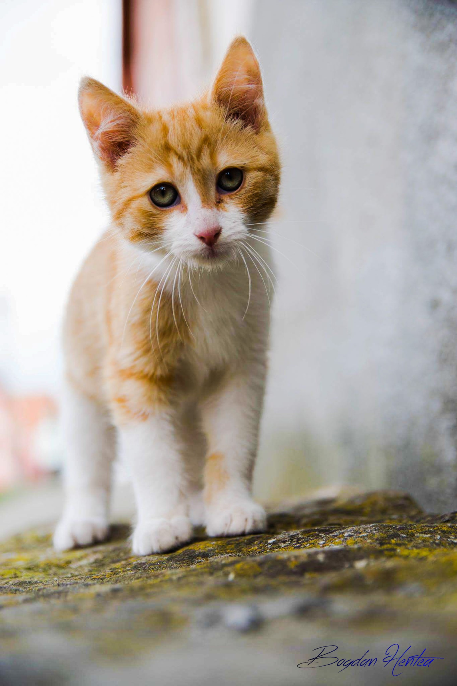 Téléchargez le fond d'écran chat, orange