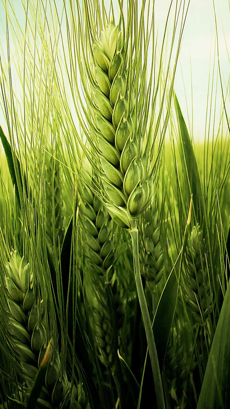 There is a close up of a green plant in a field (android, green, iphone, natural, new)