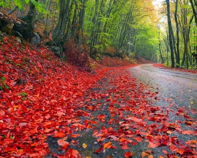 herbst, wald, blätter, natur, straße