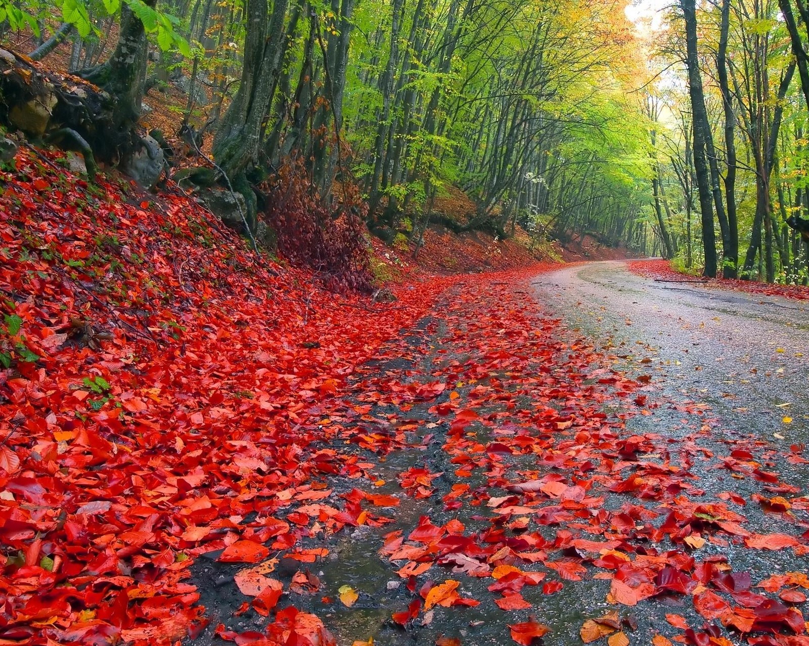 Un gros plan d'une route avec des feuilles rouges sur le sol (automne, forêt, feuilles, nature, route)