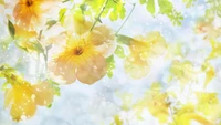 flower, spring, yellow, petal, sunlight wallpaper