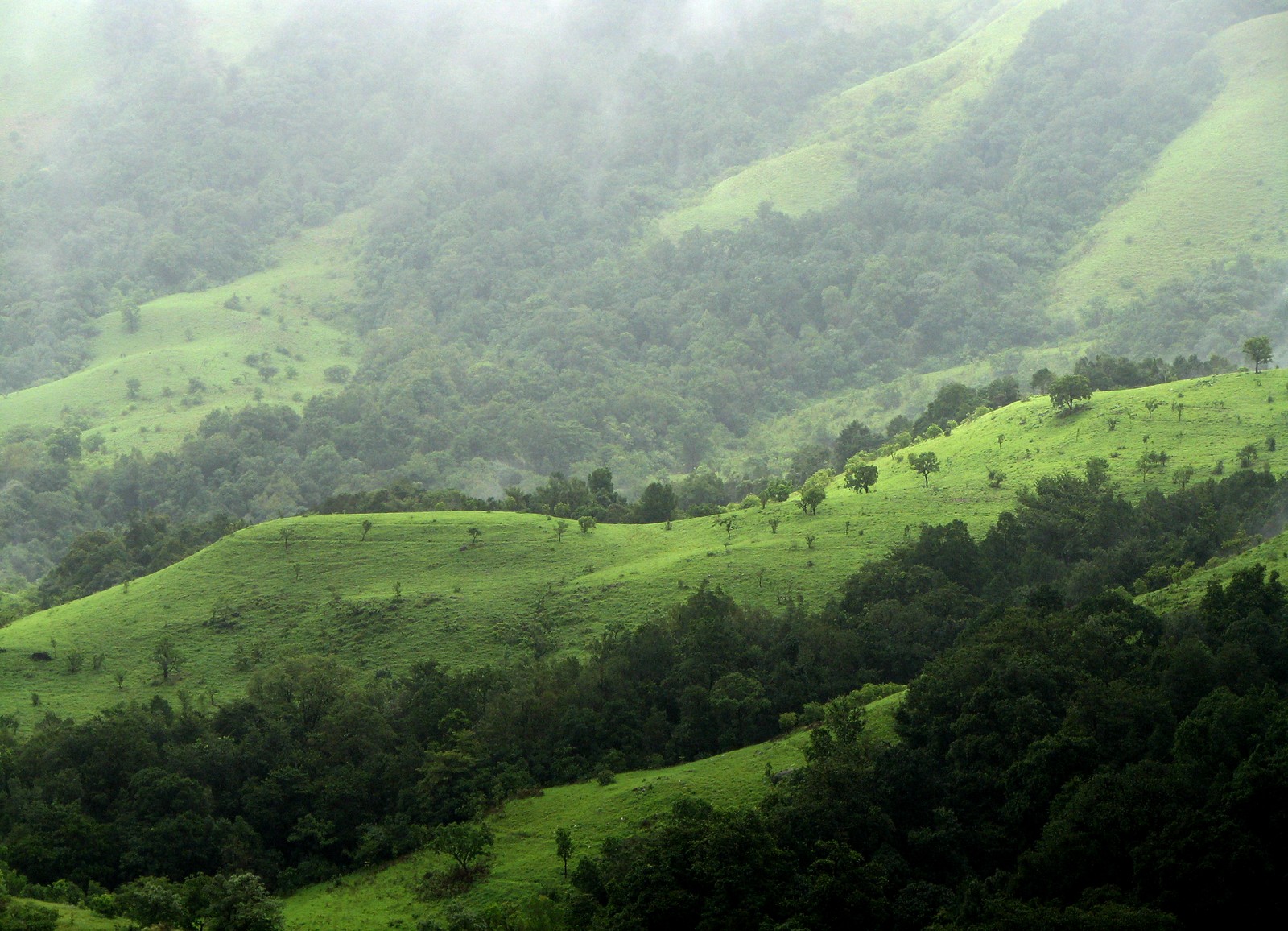 Girafas em um vale verde com algumas árvores na encosta da colina (pradaria, ecossistema, terras altas, formas montanhosas, estação de montanha)