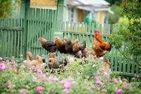 Une scène de jardin animée avec un coq et un groupe de poules fouillant parmi des fleurs en fleurs et de l'herbe luxuriante, devant une clôture verte rustique et une maison pittoresque.