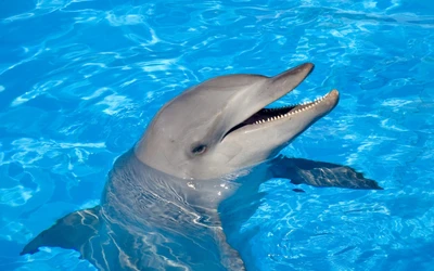 Stenella Dolphin in Clear Blue Water