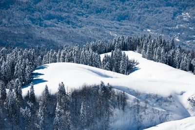 Paisagem de inverno serena com montanhas cobertas de neve e pinheiros