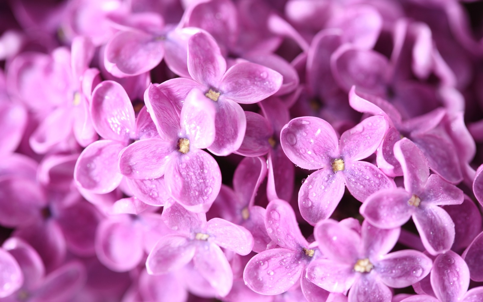 Des fleurs violettes en gros plan avec des gouttes d'eau (lilas, violet, pétale, rose, auriculaire)