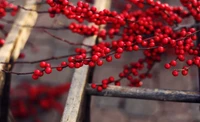 Baies de sorbier rouges vibrantes sur une branche tordue