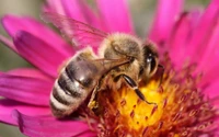 bee, insect, pollinator, pollen, nectar wallpaper