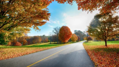 Mañana de otoño en un camino arbolado