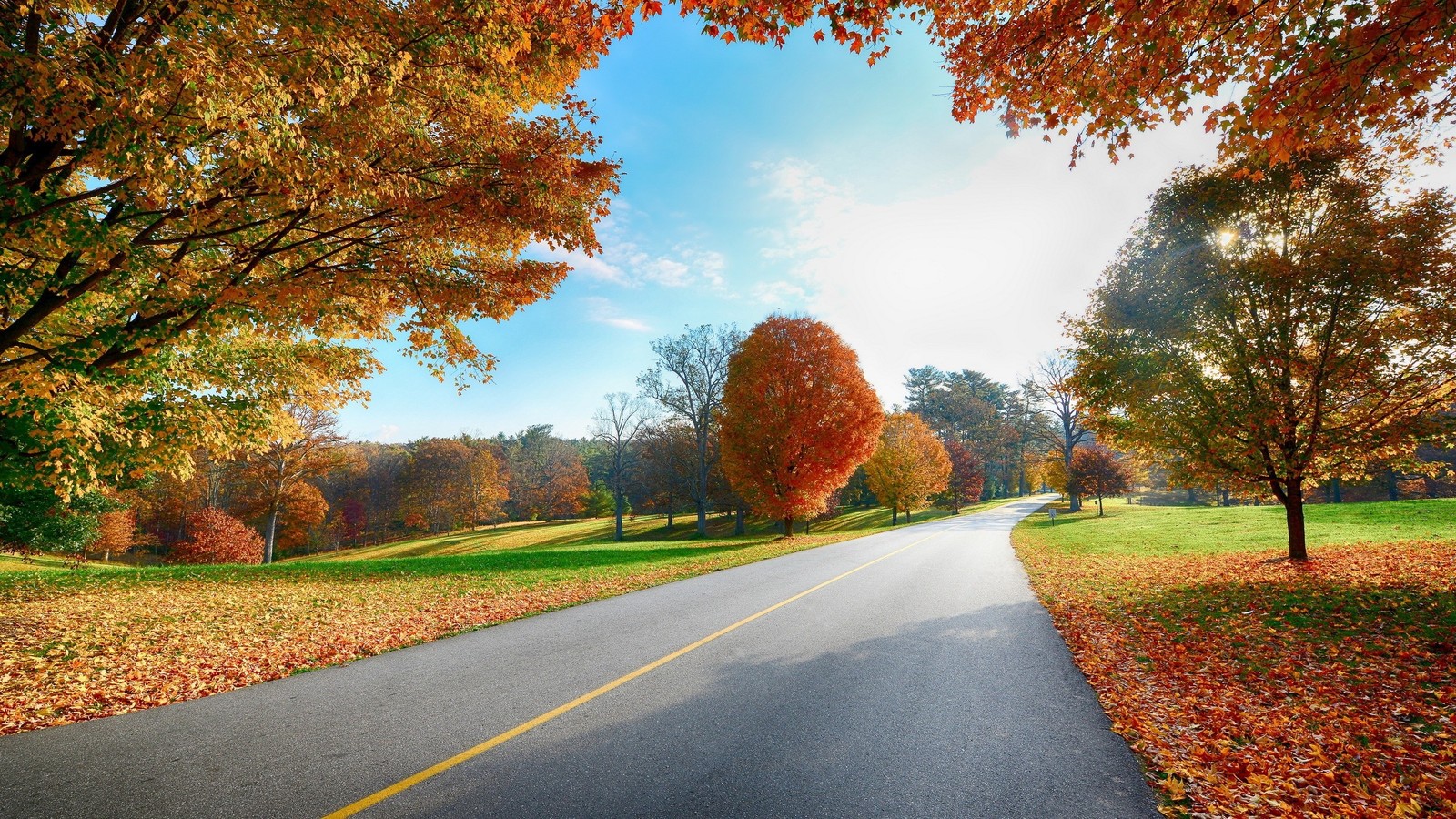 leaf, tree, road, autumn, woody plant wallpaper