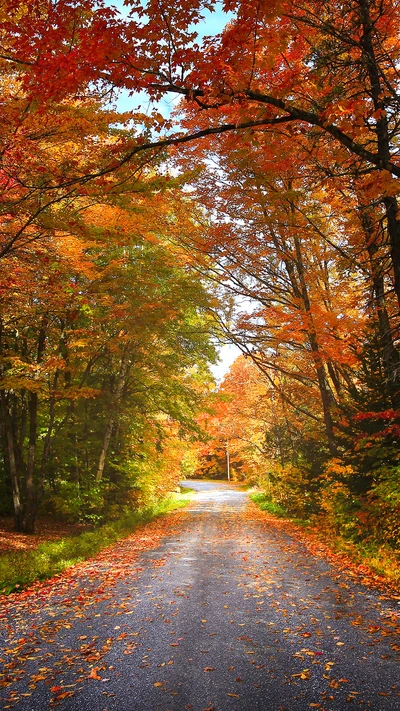 Route d'automne encadrée par un feuillage orange vibrant