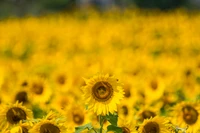 Lebhaftes Sonnenblumenfeld unter klarem Himmel, das ein Meer von gelben Blüten zeigt.