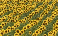 Campo vibrante de girassóis comuns em plena floração