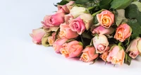 pink roses, green leaves, flower bouquet, white background, beautiful